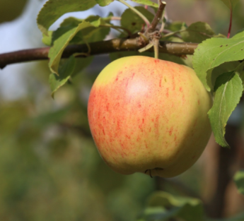 Frukt